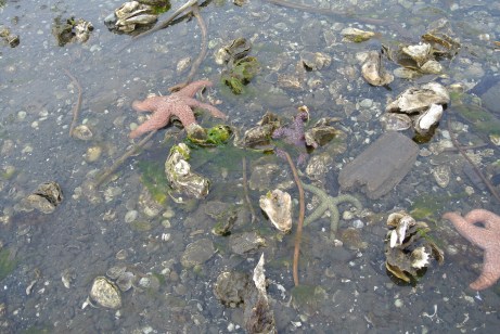 Can you see the four starfish?
